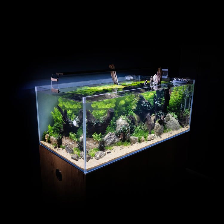 Build Beautiful Aquariums