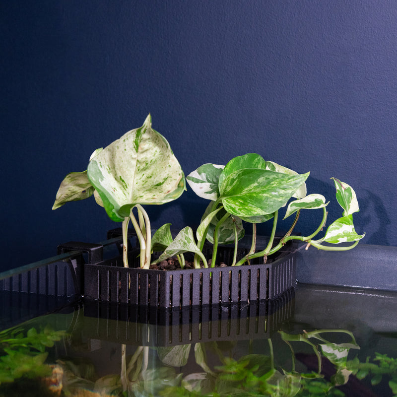 Load image into Gallery viewer, Adjustable Hang on Back Corner Plant Basket for Aquariums
