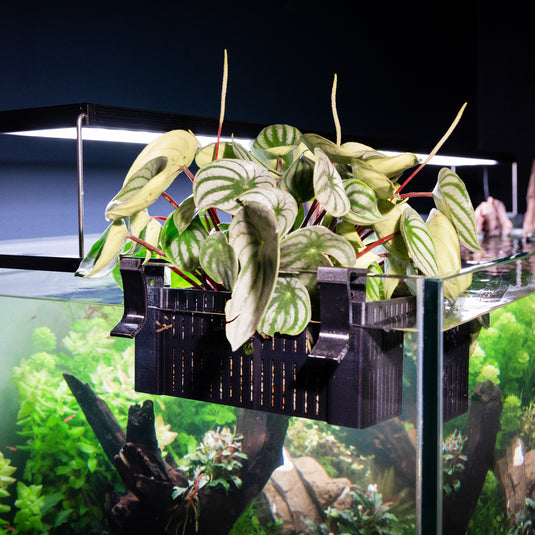 Adjustable Hang on Back Plant Basket for Aquariums