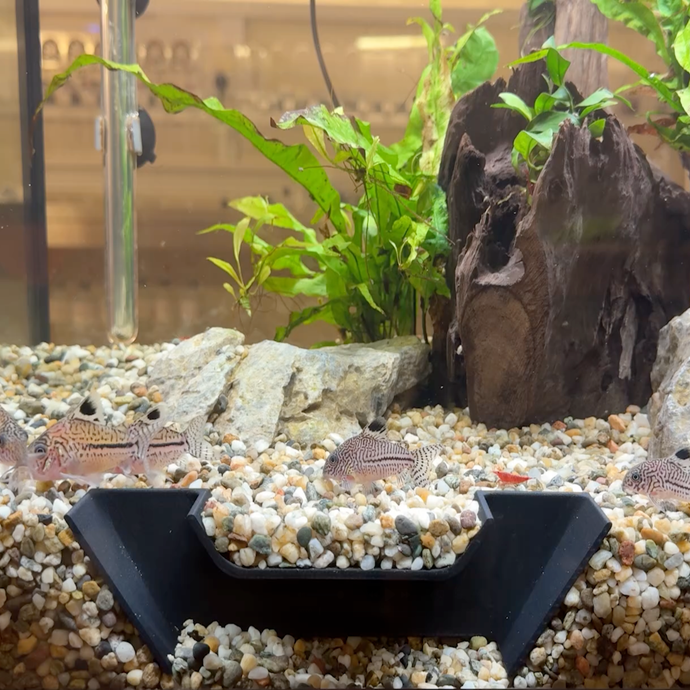 Aquarium Tunnel and Hide For Bottom Feeders